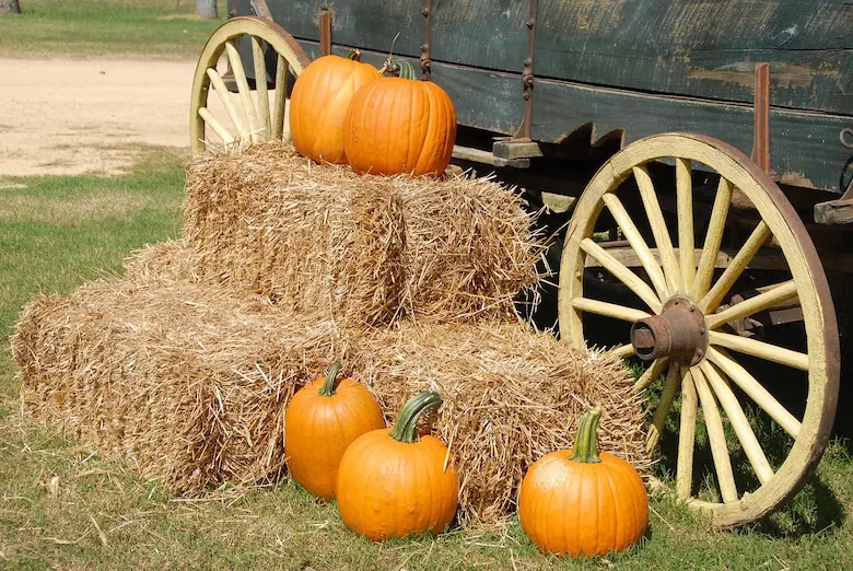 かぼちゃと車輪